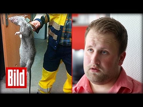 Video: Würde Rattengift meine Katze töten?