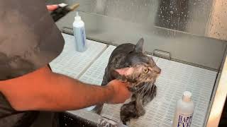Professional Cat Grooming