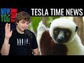 Tesla Time News - Jesse Orders a Lemur?
