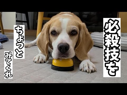【必殺技⁉】ベルタッチ習得後、必殺技をあみだしてしまったビーグル犬があざとすぎたw