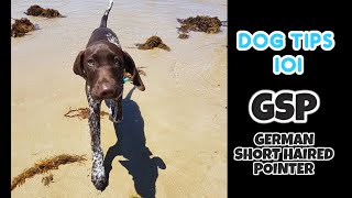 German ShortHaired Pointer Dog Daily Exercise | GSP | Tips and Tricks 101