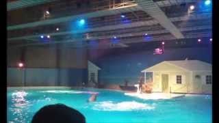 Dolphin Show at Kolmården