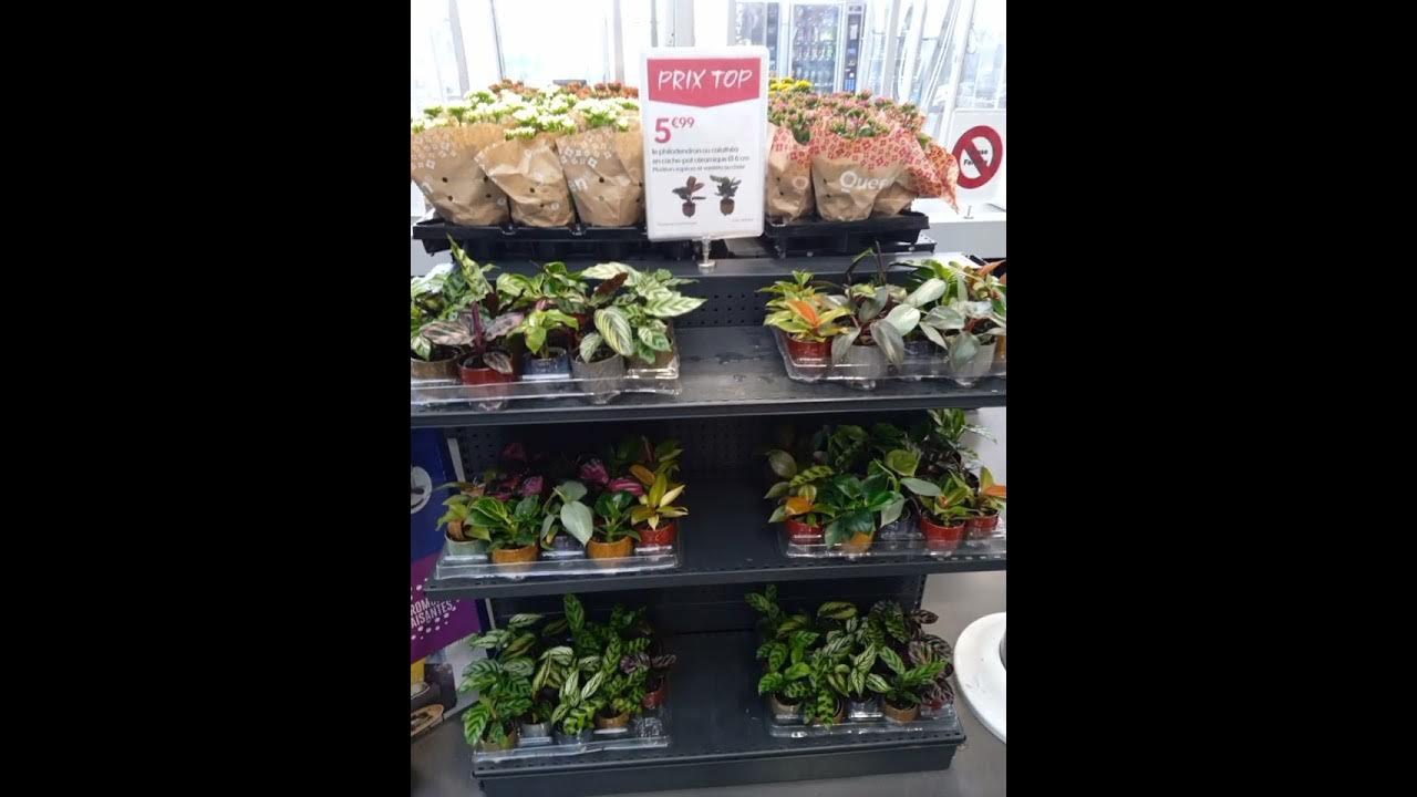 Bonus visite Truffaut plande campagne 13 , bons plans 27/01/23 YouTube Bonus visite Truffaut plande campagne 13 , bons plans 27/01/23 YouTube