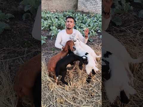 ال4 جدياااان ب1750 المعزه ب5 000ج 01002298253  01069981784  01003966510