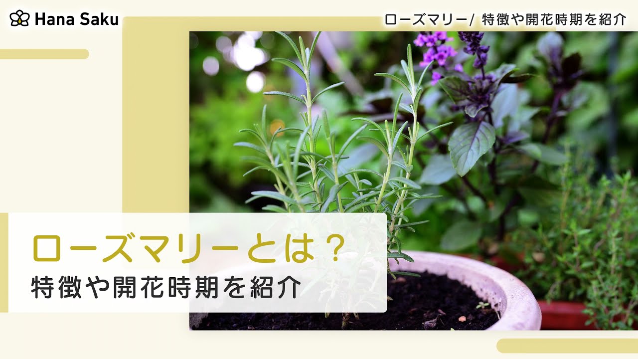ローズマリーの特徴とは 開花時期 品種 花言葉 育て方 手入れ方法も Hanasaku