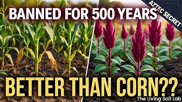 Forget Corn! THIS Supercrop Could Save Our Soil (and Feed the Future)