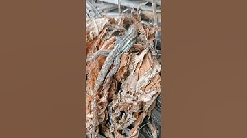 Con kỳ nhông thật tội nghiệp #shorts #lizard