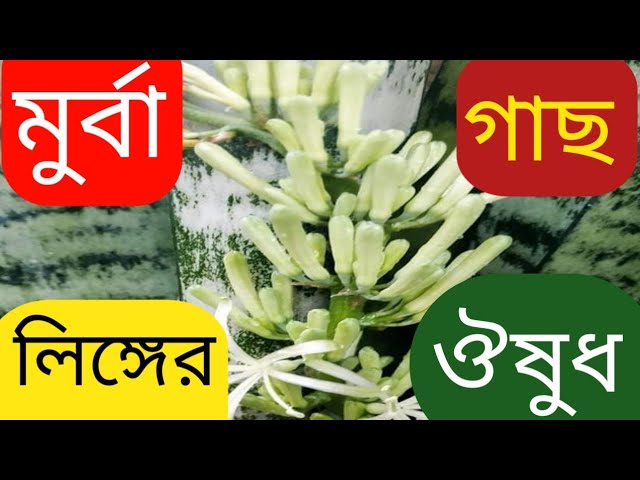 Introduction of murba plant |  medicinal value of murba plant | does murba benefit from disease | class=