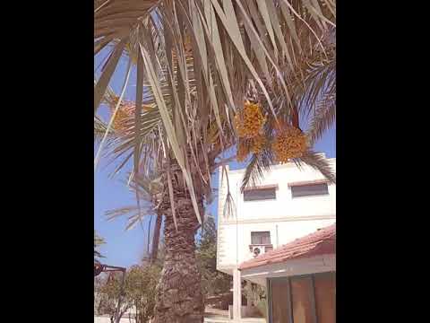 نهورة ألبوم دابا ياقلبي دابا دير البلح