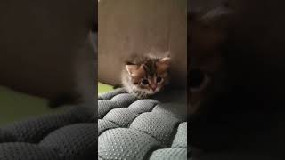 Мур мур от Мурки❤️#cute# #catlover #cutecat#подпишись#котята#, kittens #pet
