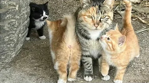 Watch the video about Mother cat with 3 cute kittens#catvideos #cute #kitten #**** #