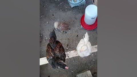 Bantam Asil chicks 2 months old