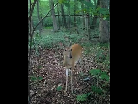 Young Deer Fending off Raccoon