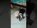 Luna angel cute puppy father love  please subscribe  