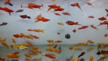 Cá Đuôi Kiếm, Trân Châu tại cửa hàng cá cảnh 356 Lê Quang Định (VietSub)