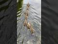 巣立つのはいつかな。　#カルガモ親子 #カルガモ #duck #shortsvideoviral