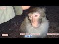 In the race for monkey populations, the winner is king｜猴群种群之争，胜者为王，败者为寇，美猴群猴王之子也是如此落魄