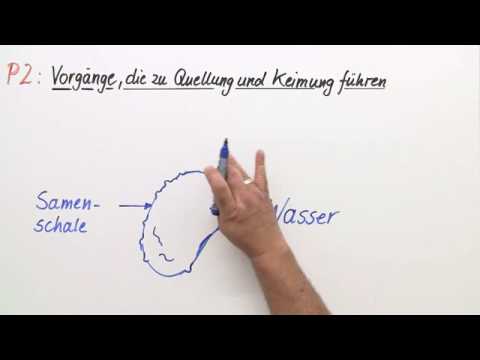 VORGÄNGE, DIE ZU QUELLUNG UND KEIMUNG FÜHREN | Biologie - YouTube