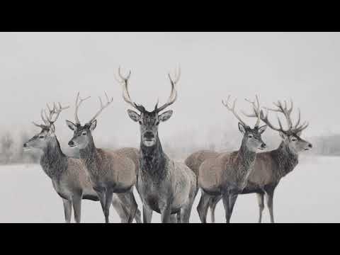 Video: Kā Svinēt Jauno 2016. Gadu: Vispārīgi Ieteikumi