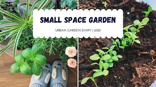 Small Garden Diary - Starting 20 plants! | May 2021