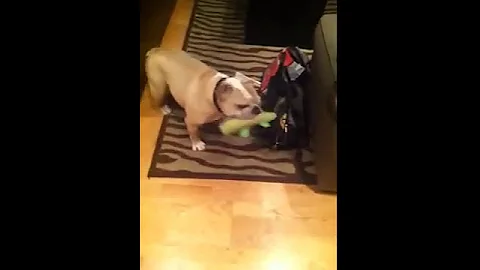 Rufus and his Gator