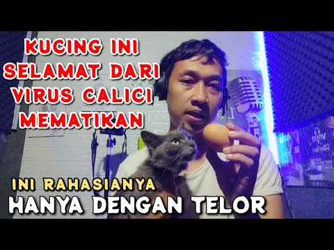 Cara mudah obati virus Calici pada kucing kesayangan 