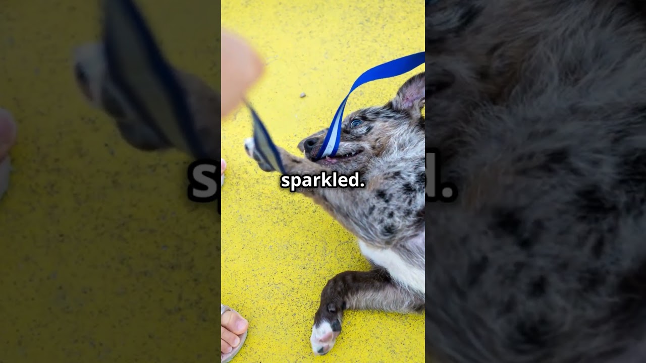 Max & Bella’s Big Adventure 🌟🐶