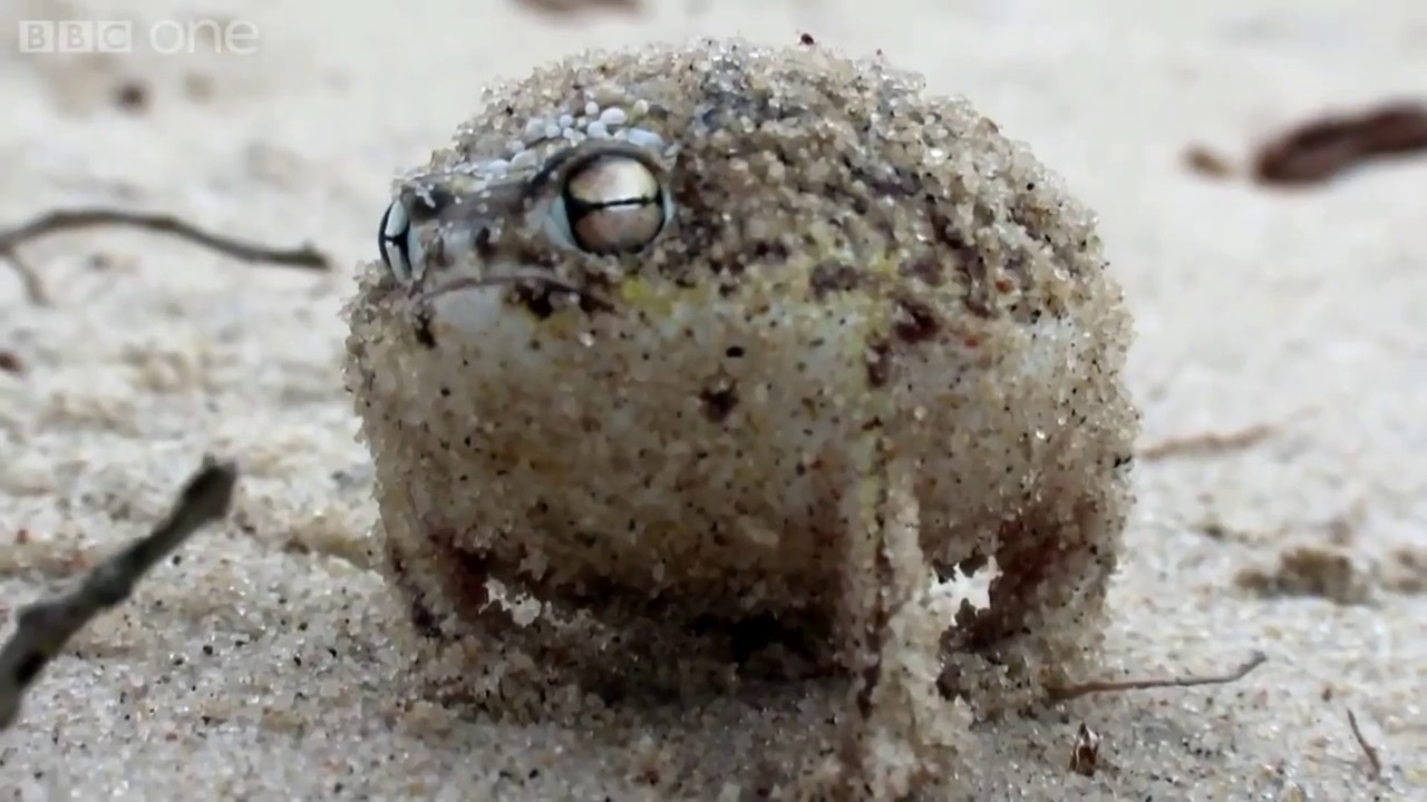 Angry Brian Blessed Frog - YouTube