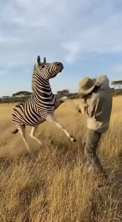 Zebra’s Unexpected Kick! 🦓💥 Man Didn’t See That Coming! #zebra #new