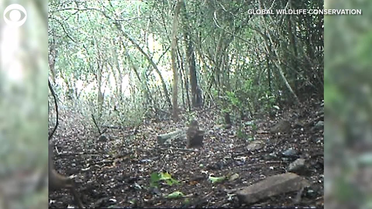 WEB EXTRA: Rare Deer-Like Animal Rediscovered