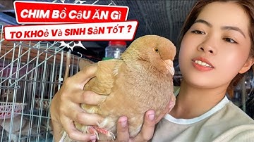 Chim Bồ Câu  Ăn Gì Để To  - Khỏe và Sinh Sản Tốt?