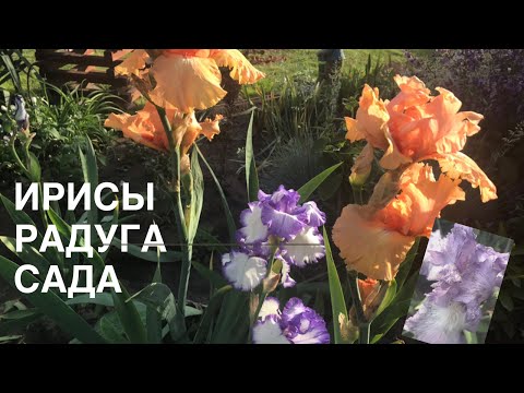 Ирисы Радуга вашего