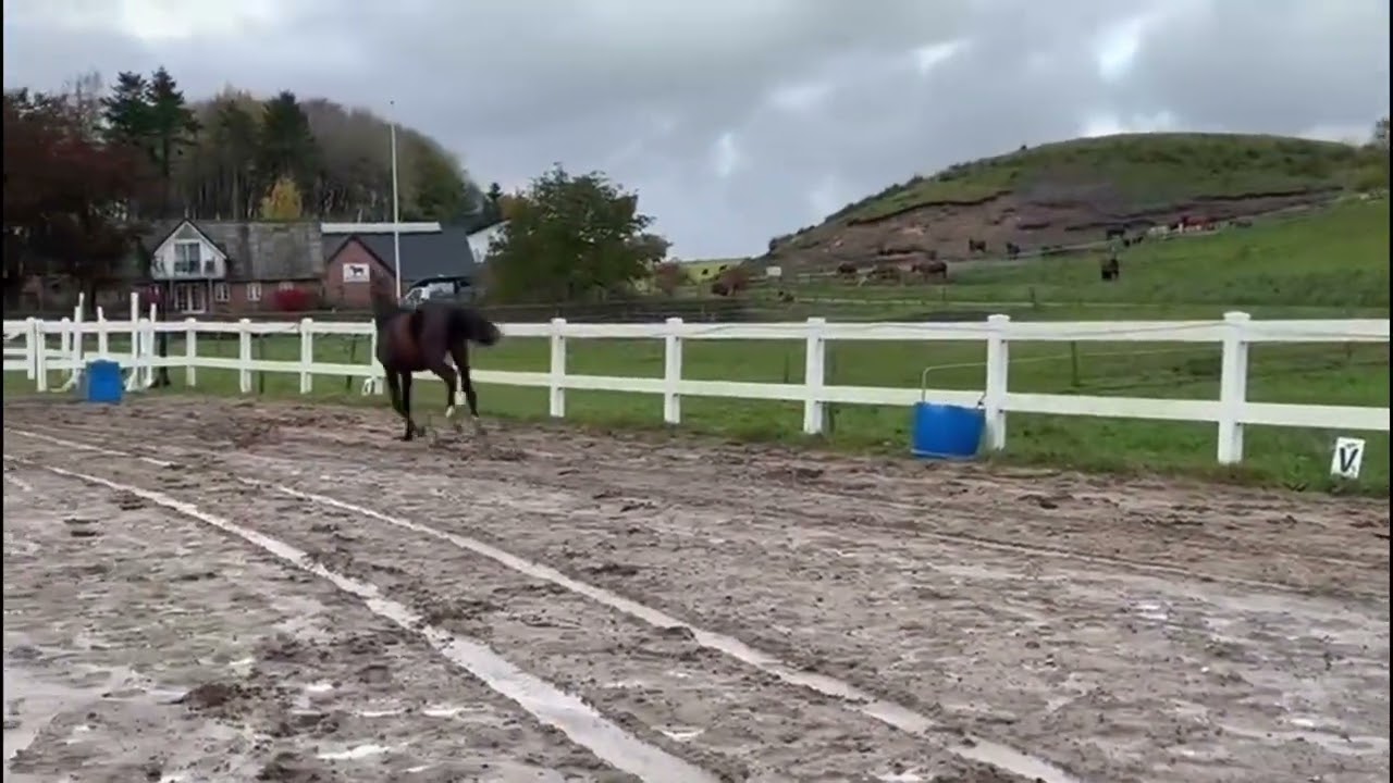 “Billy” Be Sure/Rotspon from 2024 for sale.