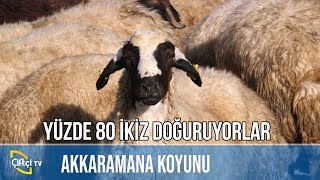 Yüzde 80 İkiz Doğuruyorlar - KÜÇÜKBAŞ DÜNYASI