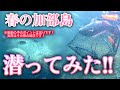 【加部島漁港・佐賀県唐津市呼子町・海中映像】鯛が釣れてる！呼子で身近な春の加部島に潜入してきたぞ！#264 福岡釣部 in 福岡・糸島・北九州・長崎・平戸・佐賀・唐津・呼子・生月島・鷹島・広島・岡山