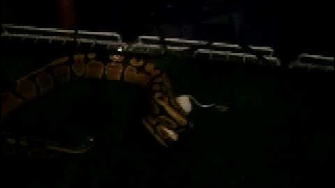 snake eats mouse in less than five minutes