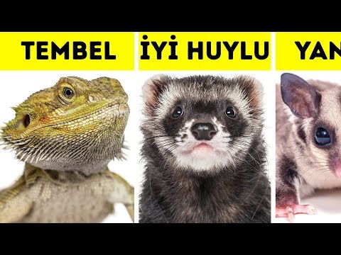 Video: Evde Egzotik Bir Hayvan Nasıl Tutulur