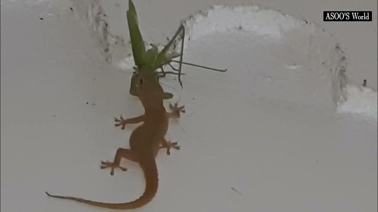 CAN WALL LIZARD EAT A BIG can-wall-lizard-eat-a-big