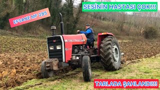 Sesi̇ne Hasta Olmayan Yok Massey Ferguson 285 4Lü Alpler Pulluk İle Şov