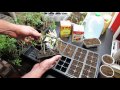 Starting Vegetable Seeds Indoors: Planting, Watering, Feeding Tomatoes & Peppers- KIS Series (3)