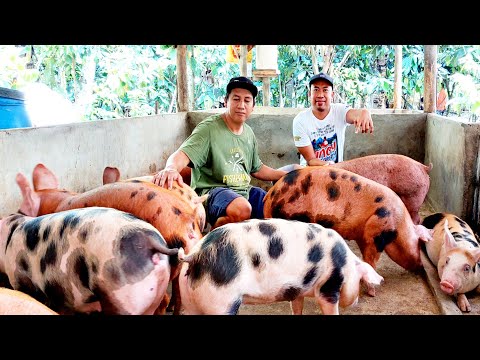 Video: 3 Paraan upang Magluto ng Pinakuluang Manok