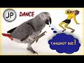 ✅ ТАНЦУЮЩИЙ ПОПУГАЙ 🐦 ЛУЧШИЕ МОМЕНТЫ ОДНОГО ДНЯ 🔥 ЖАКО ПЕТРУНЯ 🔥 DANCING PARROT