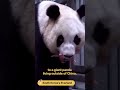 Giant Panda Hua Ni Gave Birth To A Female Cub In South Korea | iPanda【Pandas' World Travel】