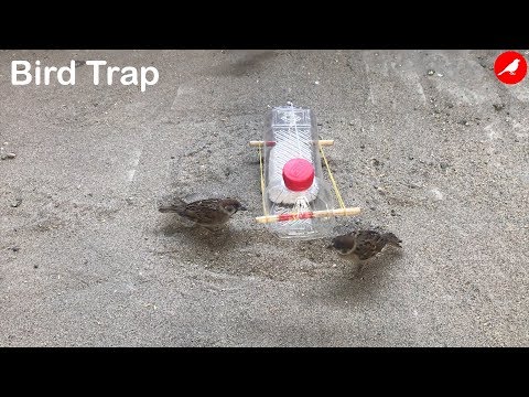 Sparrow Trap/Bird Trap Homemade/How to make a Bird Trap Easy Automatic saving a Sparrow