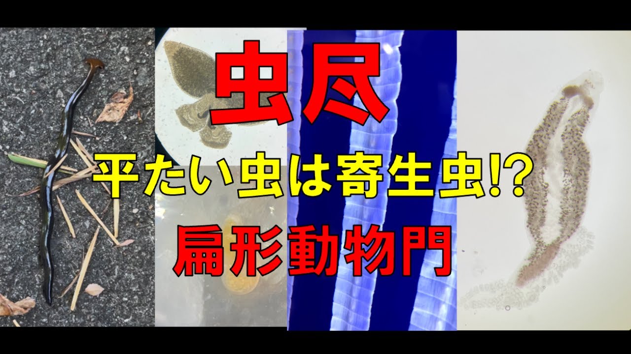 虫尽【#04扁形動物】寄生虫といえば扁形動物!そもそもどんな種類の動物なの? - YouTube