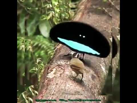 Dunia hewan unik. Burung Cendrawasih, Birds of paradise. cara burung