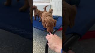 A Day In The Life Of A Goldendoodle Breeder #dayinthelife #puppies #goldendoodle