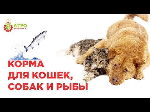 Корма для домашних животных как бизнес. Рынок, производство, перспективы.