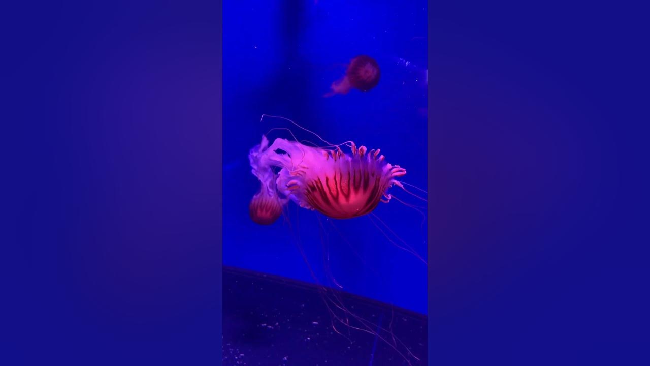 Музей Медуз Київ. 🪼🪼🪼Kyiv. Jelly fish. Worth visiting - YouTube