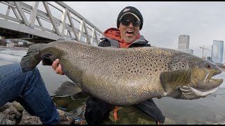 SIGHT Fishing Giant 25+lb Brown trout ( Public shore fishing)